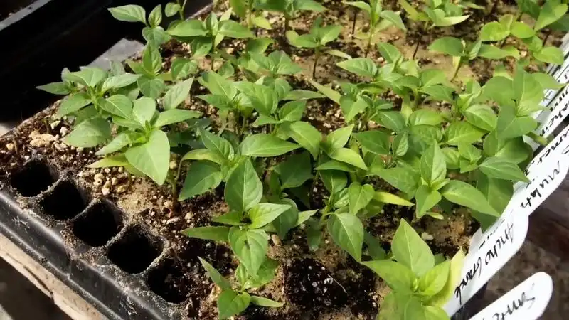 Improper Transplanting Techniques