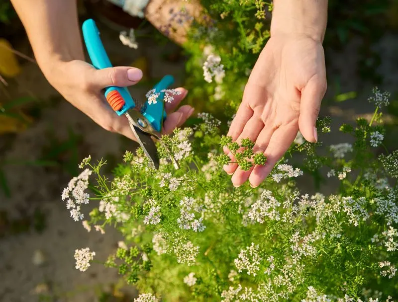 Pinch Off Flowering Stems