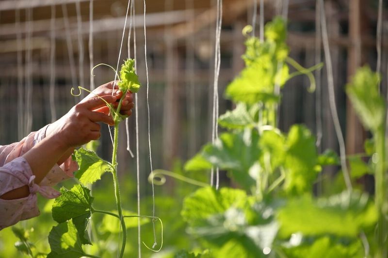 Improved Yield Quality