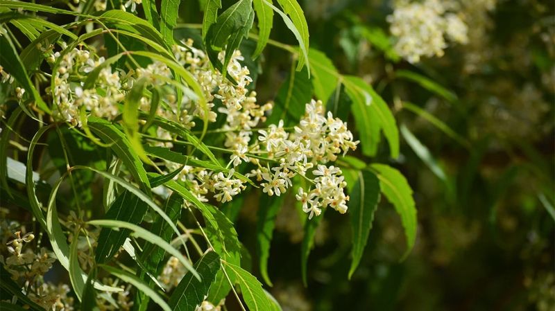 Improves Plant Immunity
