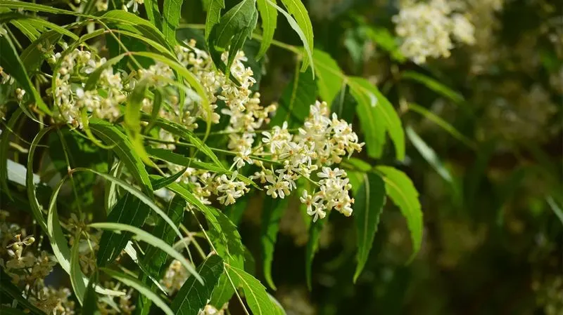 Improves Plant Immunity