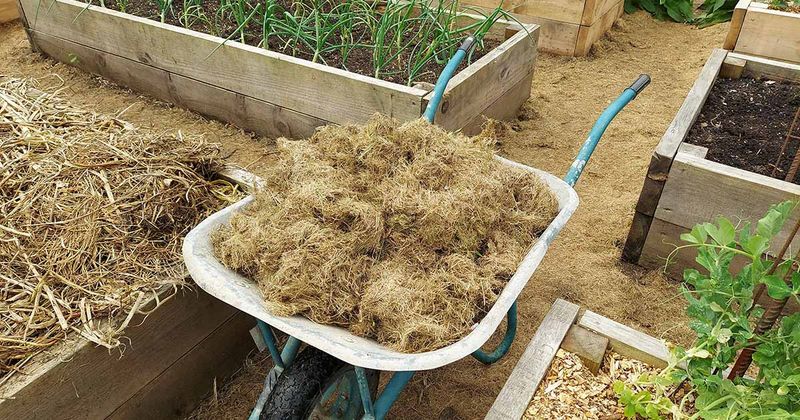 Inadequate Mulching