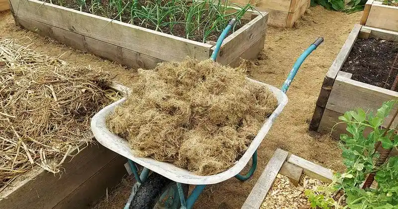 Inadequate Mulching