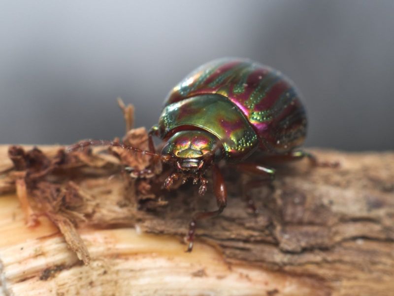 Pests and Diseases
