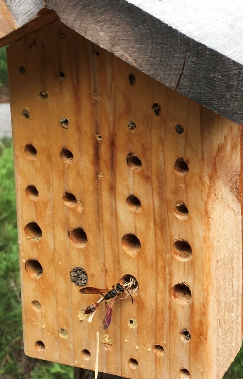 Inspect for Pests Regularly