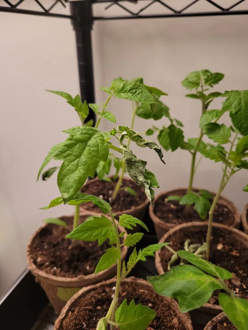 Inconsistent Watering