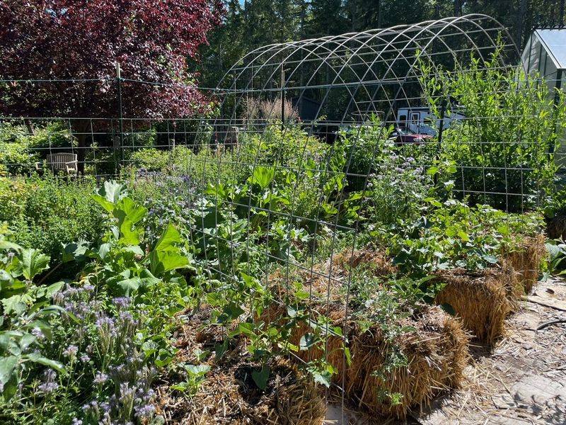 Incorporate Companion Planting