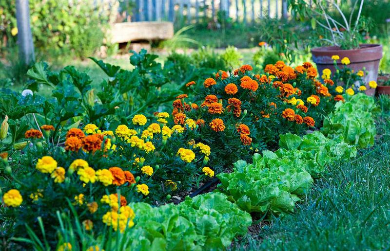 Incorporate Edible Plants