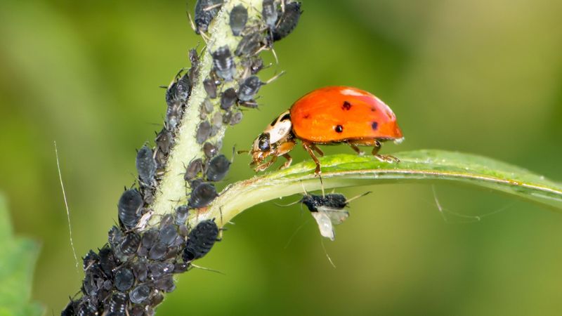 Incorporating Biological Controls