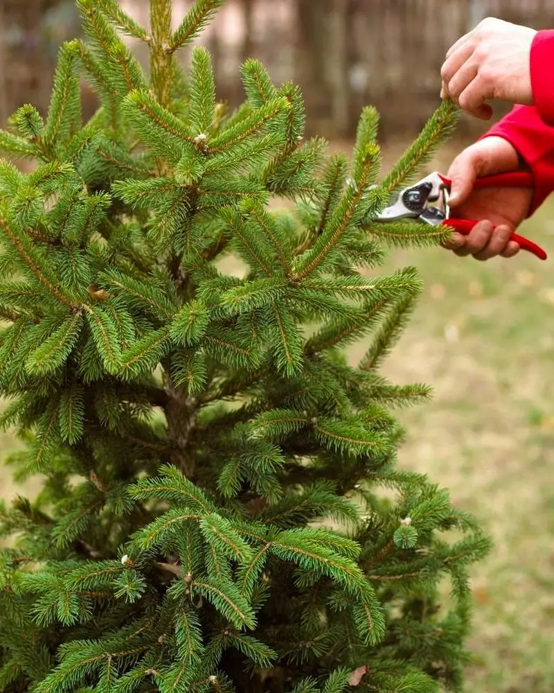 Over-Pruning Evergreen Trees