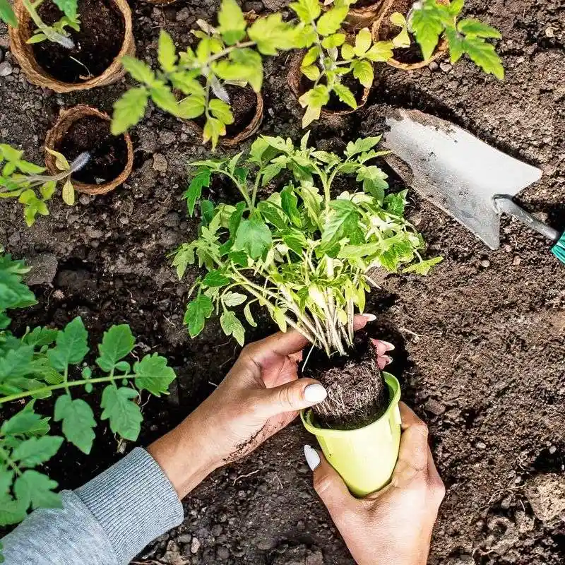 Incorrect Soil Preparation