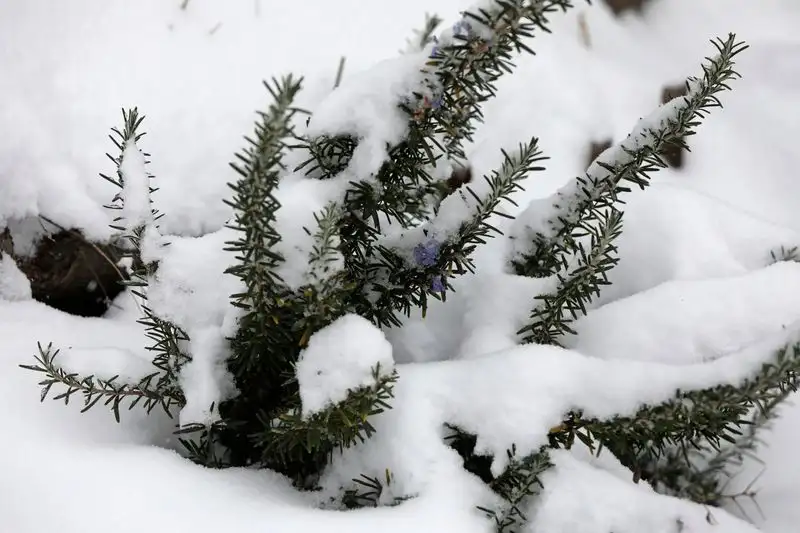 Cold Weather Exposure