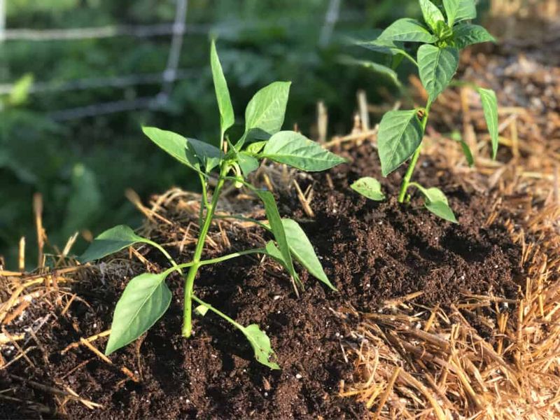 Ignoring Plant Rotation