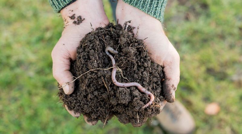 Increased Earthworm Activity