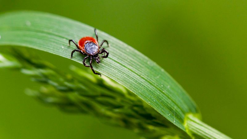 Increased Pests
