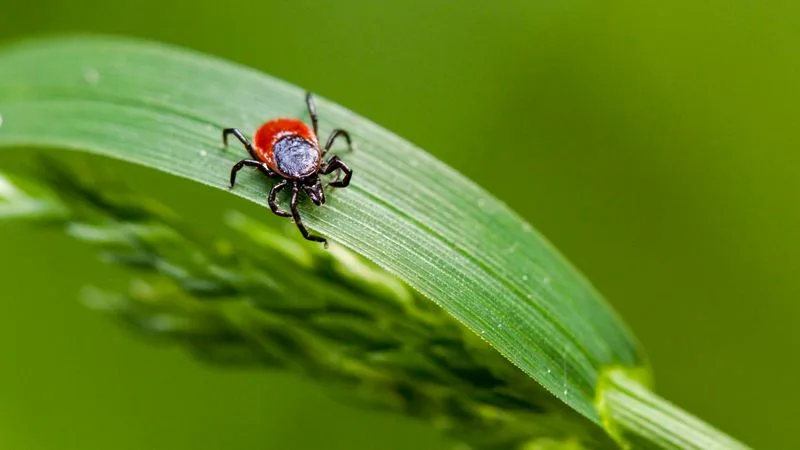 Increased Pests
