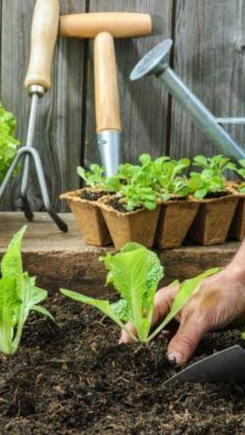 Increased Plant Resilience