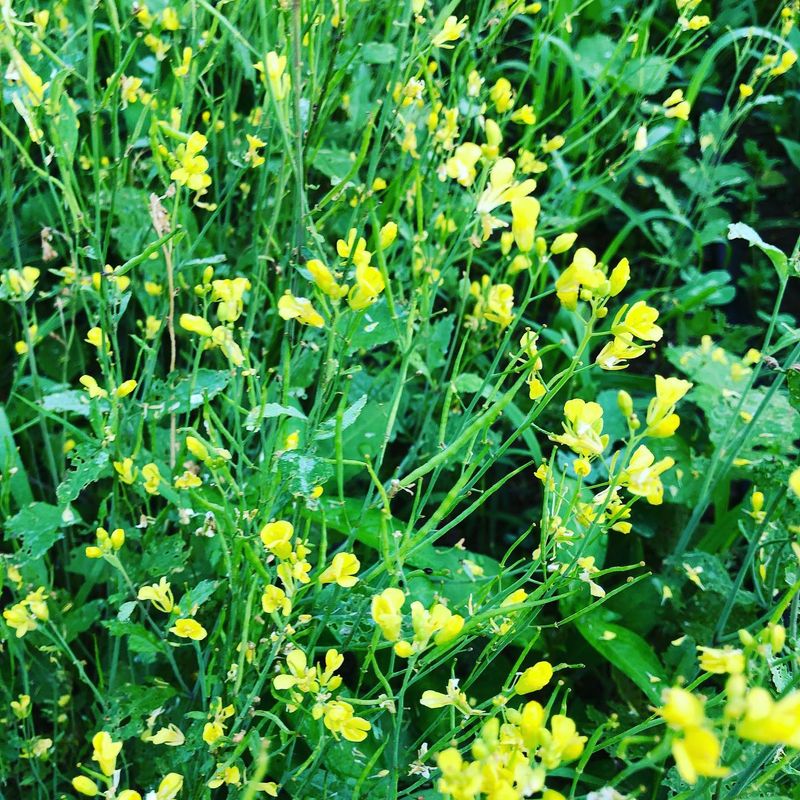 Indian Mustard