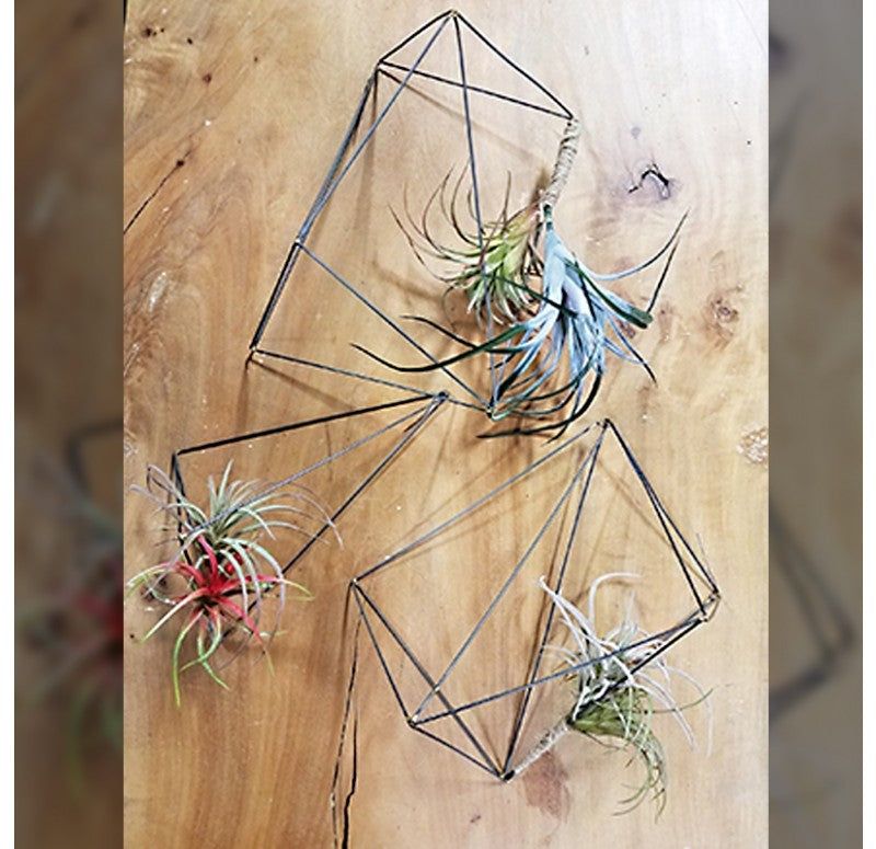 Air Plant Sculptures