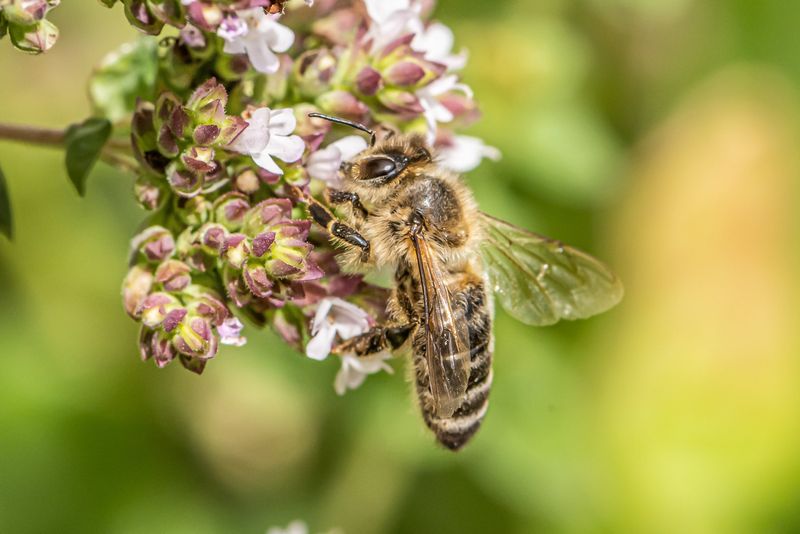 Insect Attraction