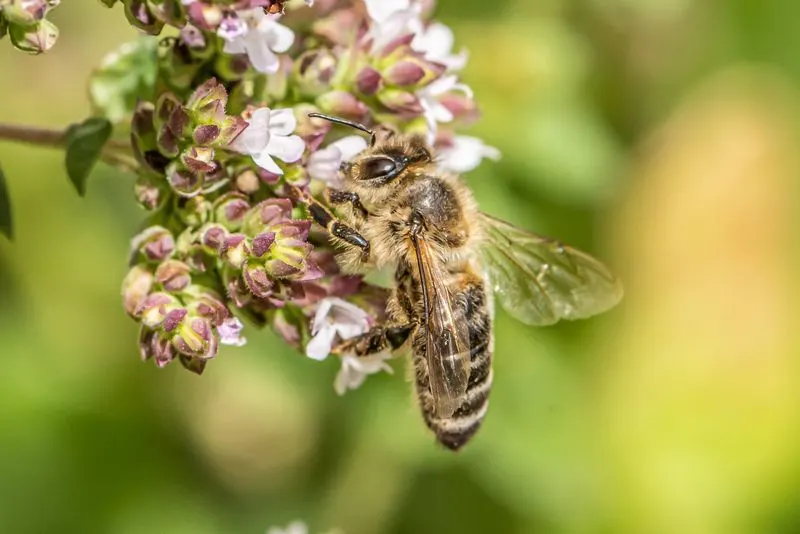 Insect Attraction