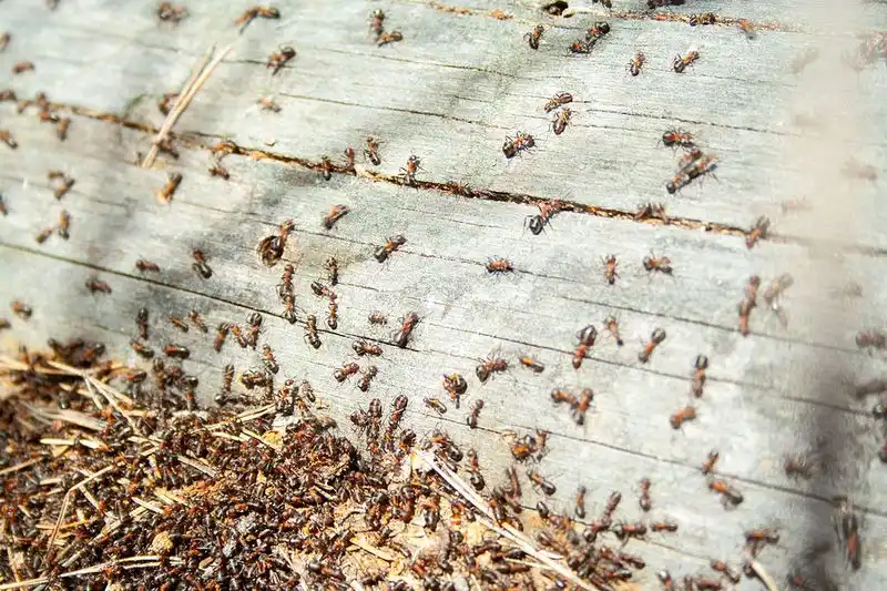 Insect Invasion