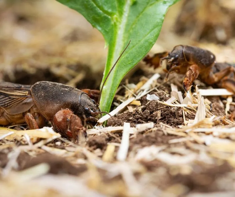 Insect Sounds