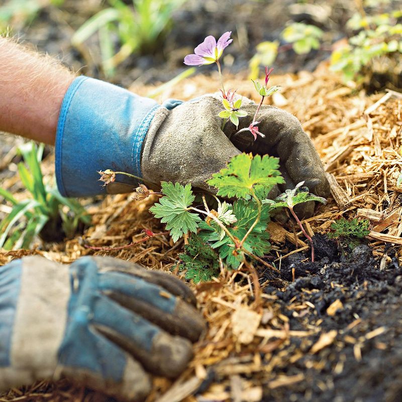Mulch Your Beds