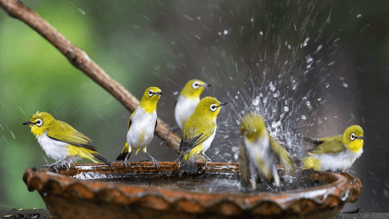 Install a Birdbath