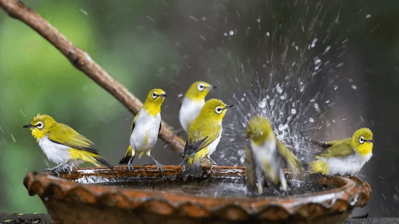 Install a Birdbath