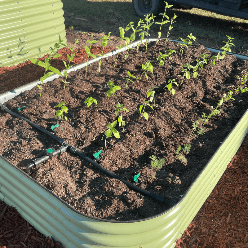 Installing Drip Irrigation