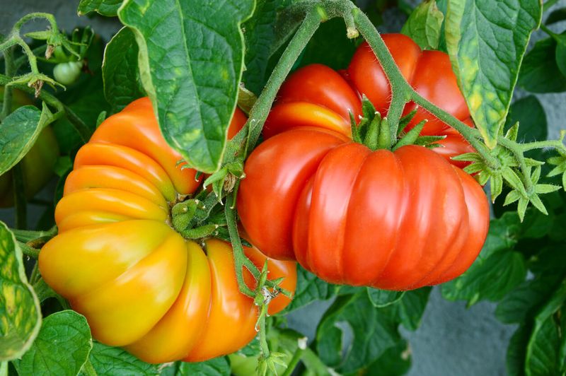 Cultivating Heirloom Plants