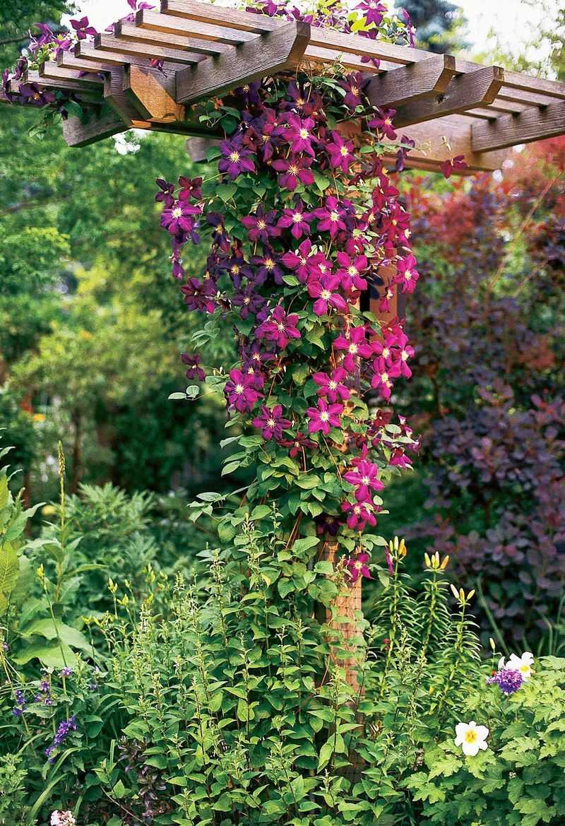 Growing Climbing Plants