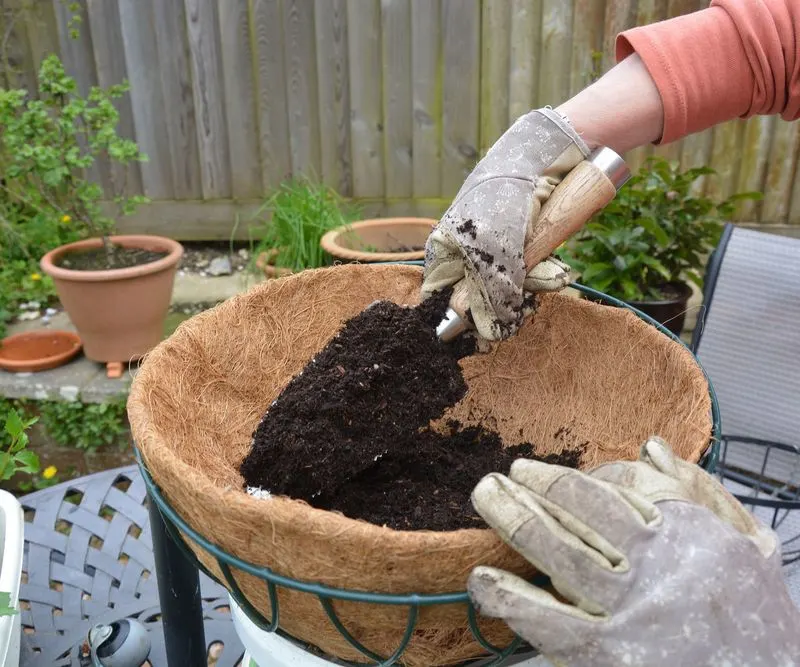 Improper Soil Choice