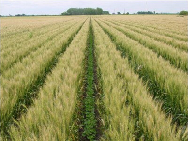Intercropping