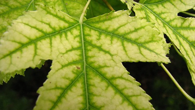 Interveinal Chlorosis