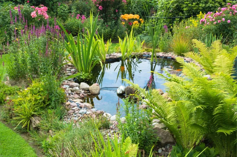 Introduce Aquatic Plants