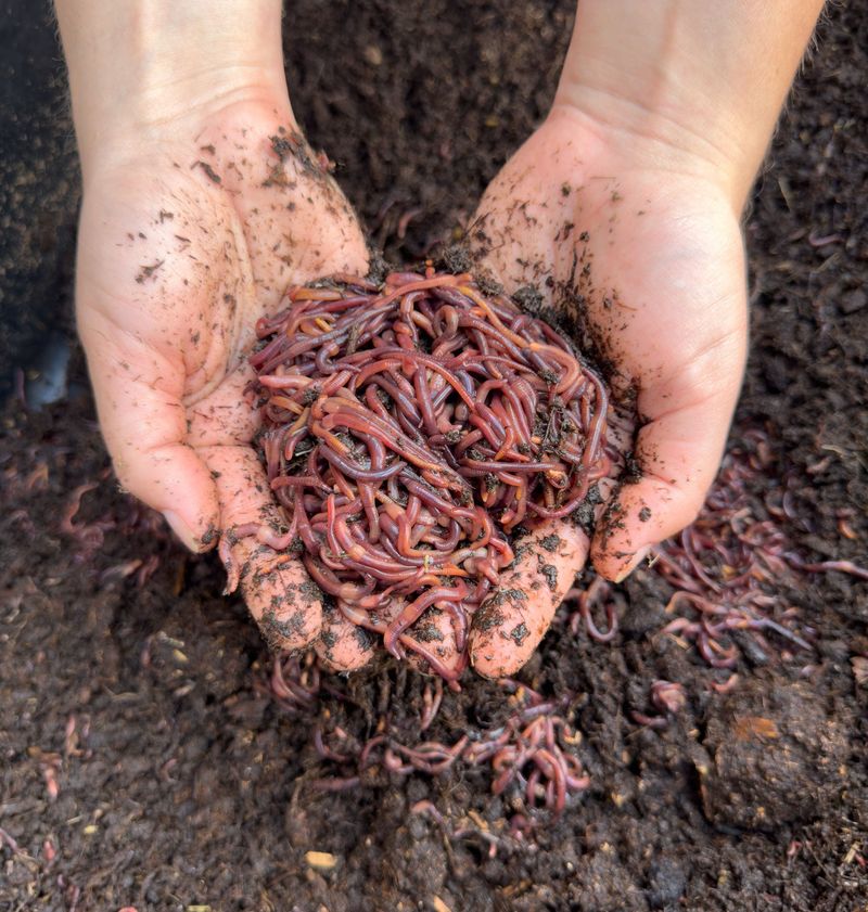 Introduce Red Worms