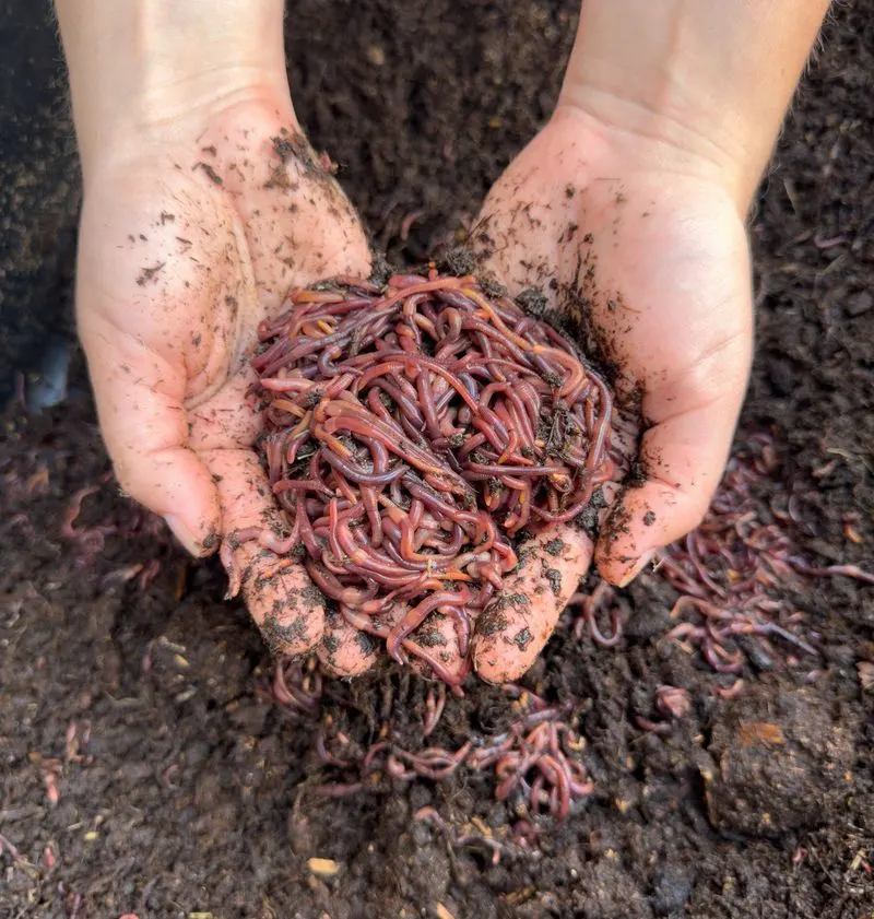 Introduce Red Worms