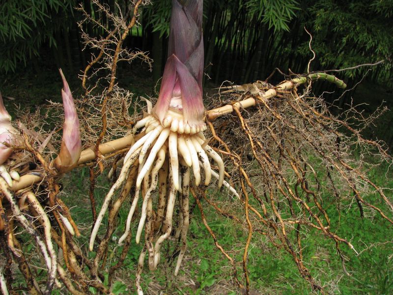 Invasive Root System