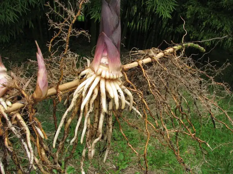 Invasive Root System