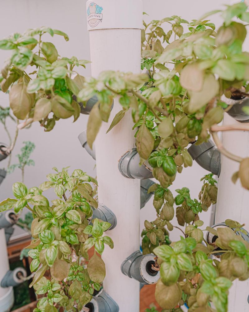 Inverted Herbs Adventure
