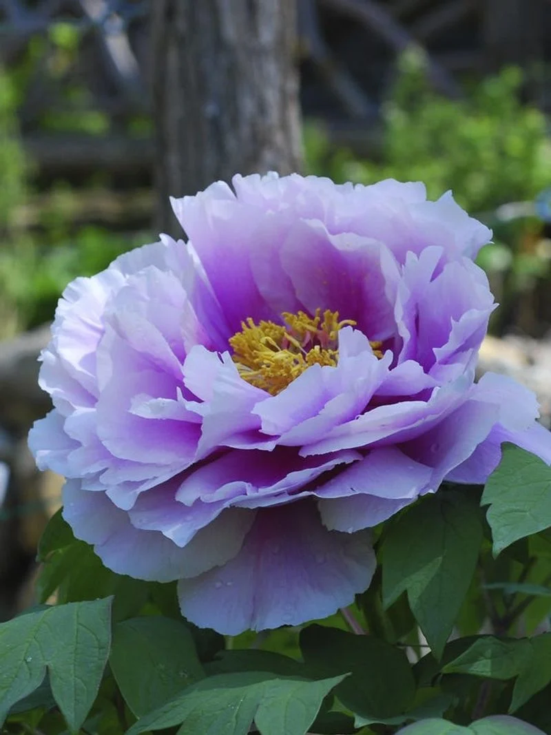 Peonies