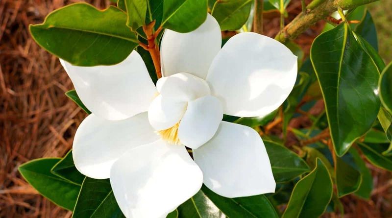 Magnolia