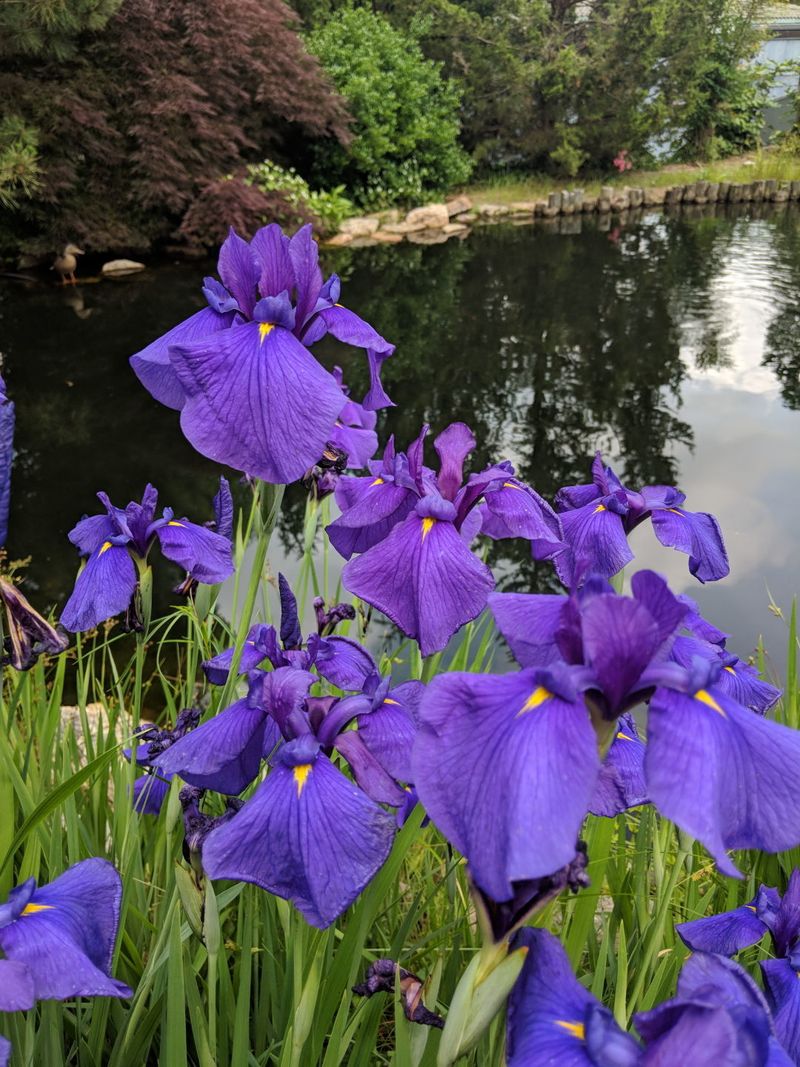 Iris