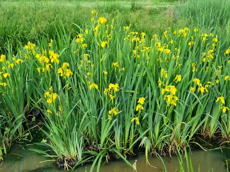 Iris Pseudacorus