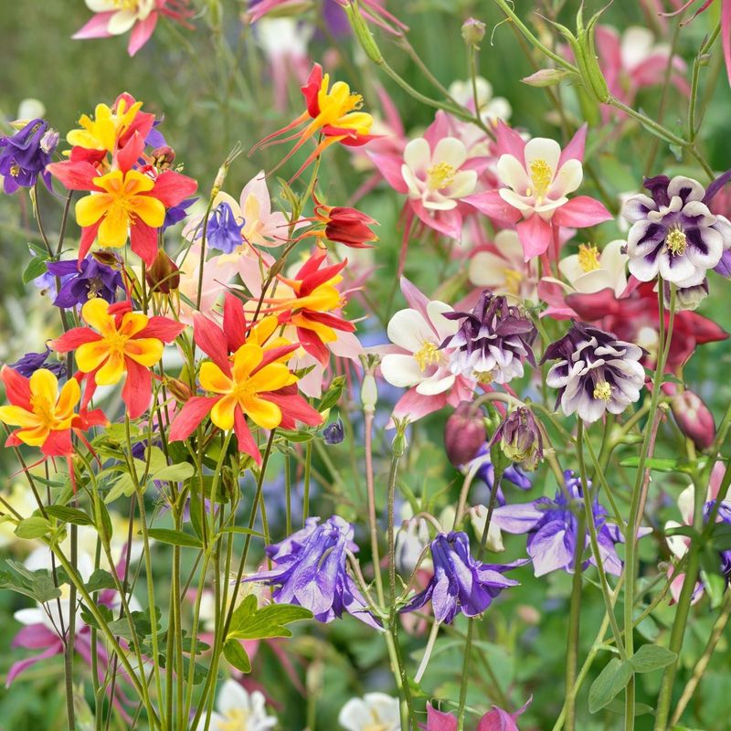 Columbine