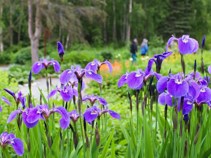 Irises