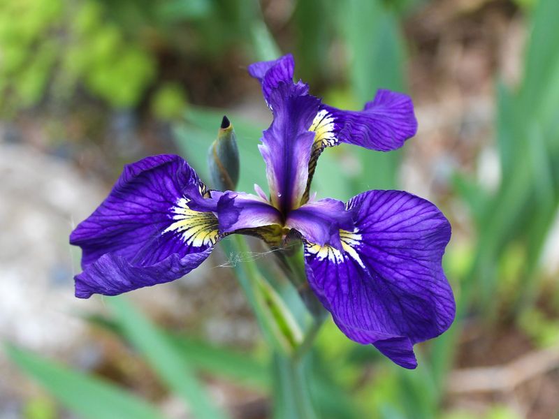 Irises