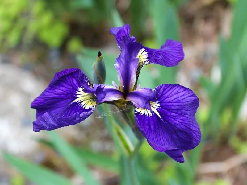 Irises